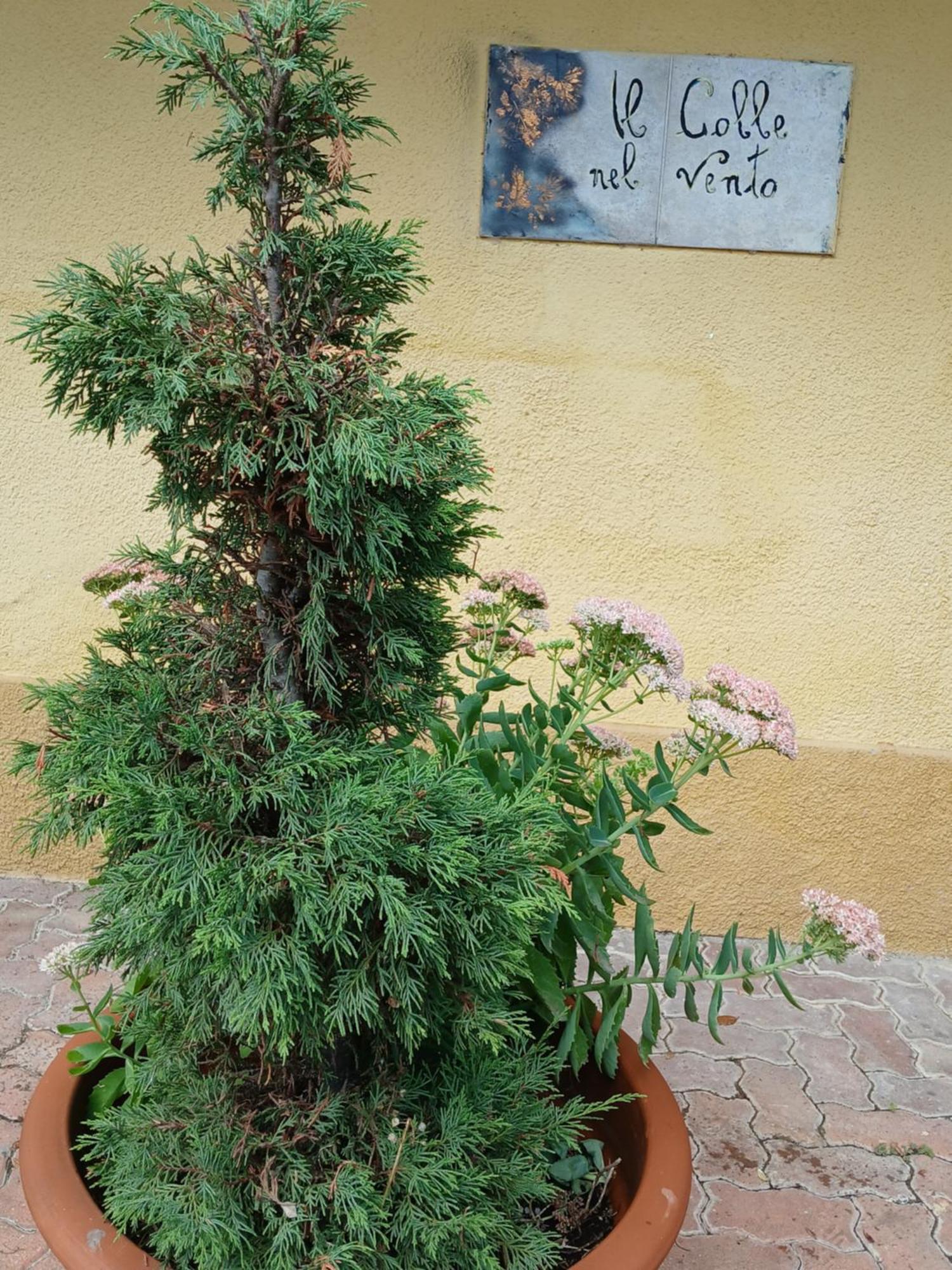 Casa Vacanza Il Colle Del Vento Calosso Eksteriør billede